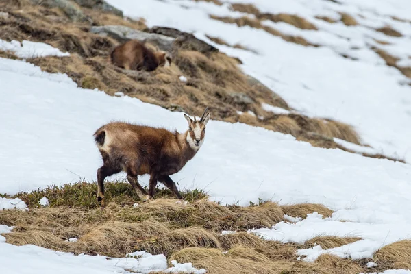 Cervo camoscio sul ritratto della neve — Foto Stock