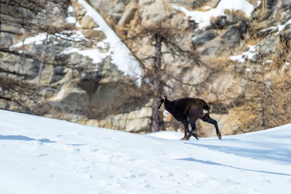Üzerinde kar portre Chamois geyik — Stok fotoğraf