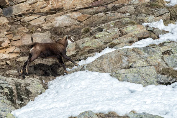 Cervo camoscio sul ritratto della neve — Foto Stock