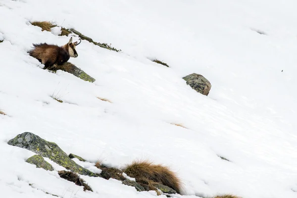 Chamois deer on snow portrait — Stock Photo, Image