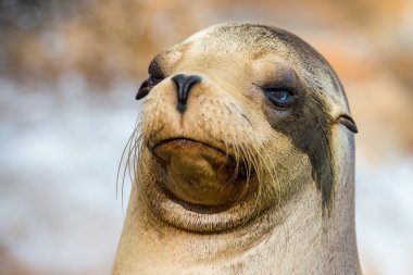 californian sea lion close up portrait clipart