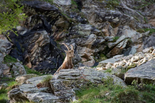 Steinbock op rots close-up portret — Stockfoto