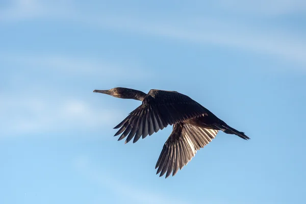 Kormoran rozpryskiwania nad morzem — Zdjęcie stockowe