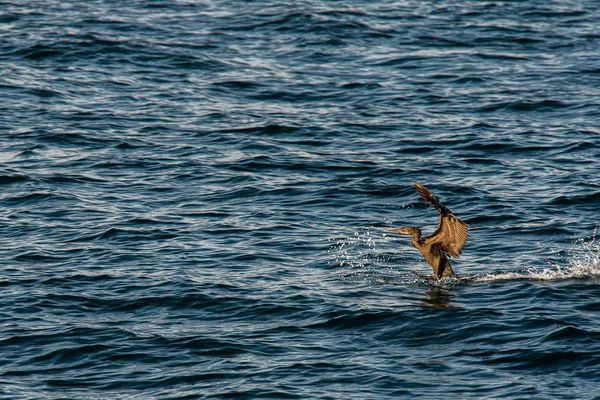 Denizde sıçramasına karabatak — Stok fotoğraf