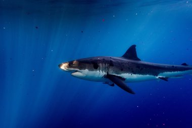 Büyük beyaz köpekbalığı saldırı için hazır