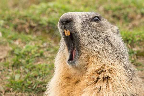 Retrato de dia de marmota de porco de terra — Fotografia de Stock