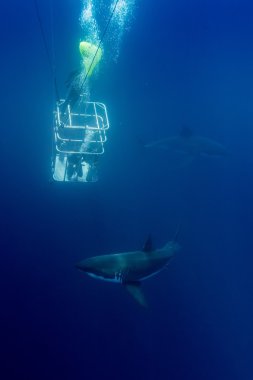Büyük beyaz köpekbalığı saldırı için hazır