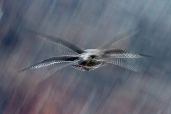 Mover o efeito sobre as gaivotas enquanto voa — Fotografia de Stock