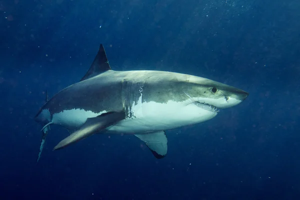 Gran tiburón blanco listo para atacar —  Fotos de Stock