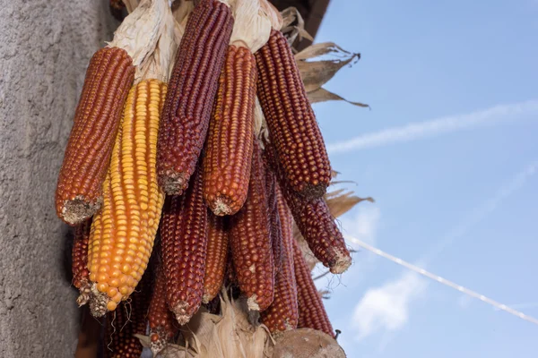 옥수수 cobs 건조 매달려 — 스톡 사진