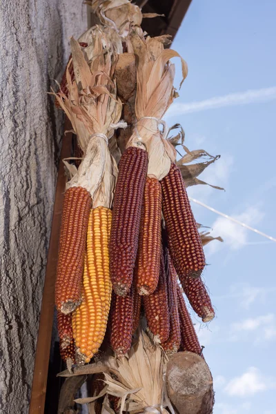Mazorcas de maíz colgando para secar — Foto de Stock