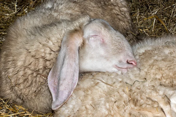 Sheep sleeping on another sheep — Stock Photo, Image