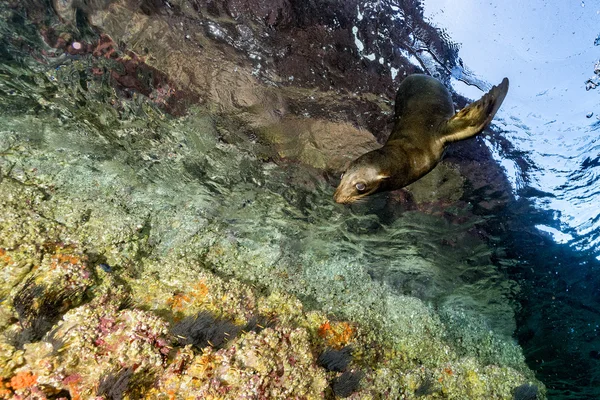 Jovem filhote de cachorro selo californiano leão marinho chegando a você — Fotografia de Stock