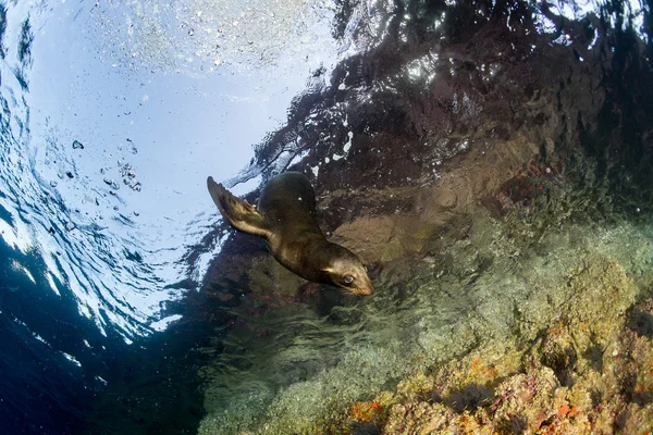 Joven cachorro de foca californiana león marino que viene a usted — Foto de Stock