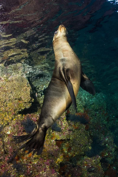 Jonge pup zegel Californische zeeleeuw komt naar u — Stockfoto