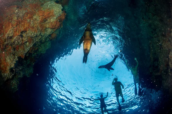 Щенячий морський лев під водою дивиться на вас — стокове фото