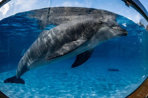 Портрет дельфина, глядя на тебя из аквариума — стоковое фото