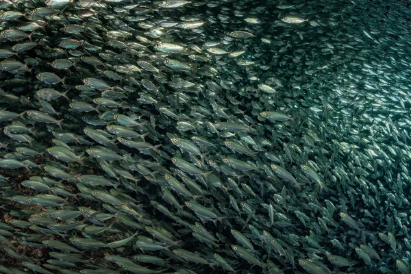 Sardine banc de poissons sous-marins — Photo