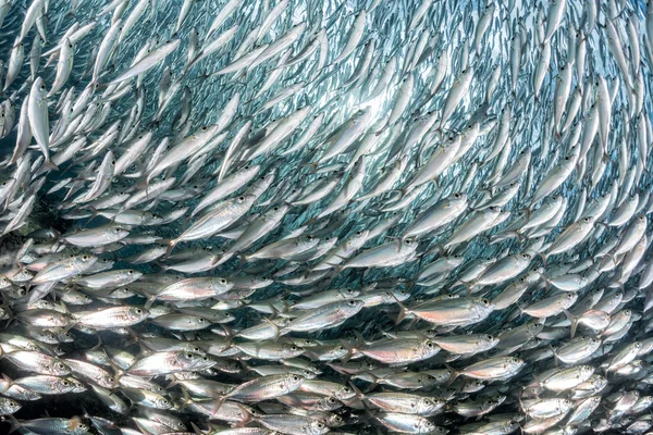 Escuela de sardina de peces bajo el agua — Foto de Stock