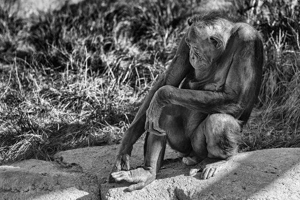 Bonobo chimpanzé macaco retrato de perto em b & w — Fotografia de Stock