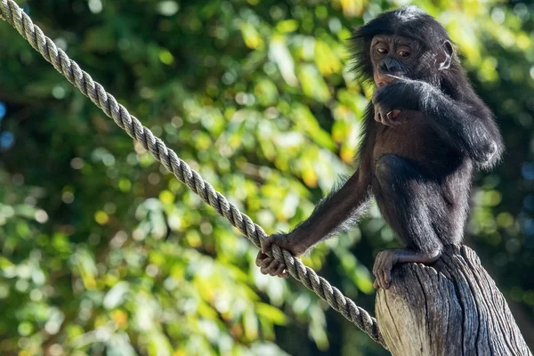 Bebé recién nacido bonobo chimpancé mono retrato de cerca — Foto de Stock