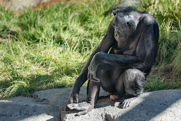 Портрет обезьяны бонобо шимпанзе вблизи — стоковое фото