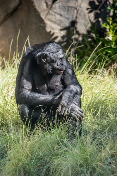 ピグミー チンパンジー チンパンジー サル肖像画をクローズ アップ — ストック写真