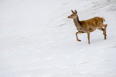 Noel zamanında kar üzerinde çalışan geyik