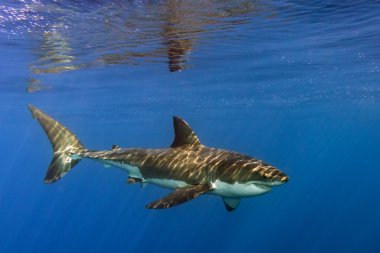 Büyük beyaz köpekbalığı saldırı için hazır