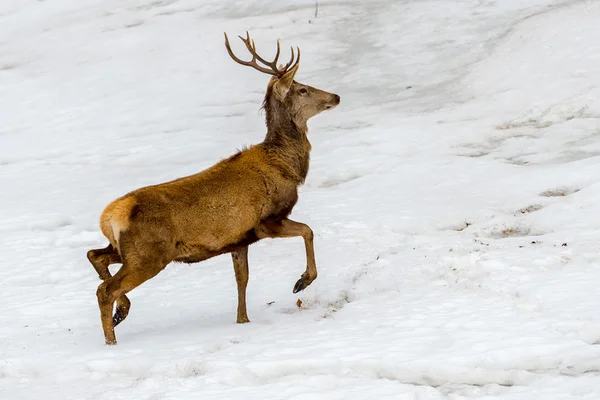 Ciervos corriendo en la nieve en Navidad — Foto de Stock