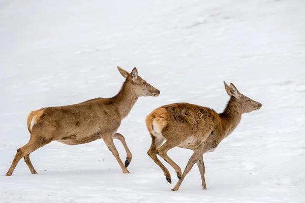 クリスマス時期の雪の上実行している鹿 — ストック写真