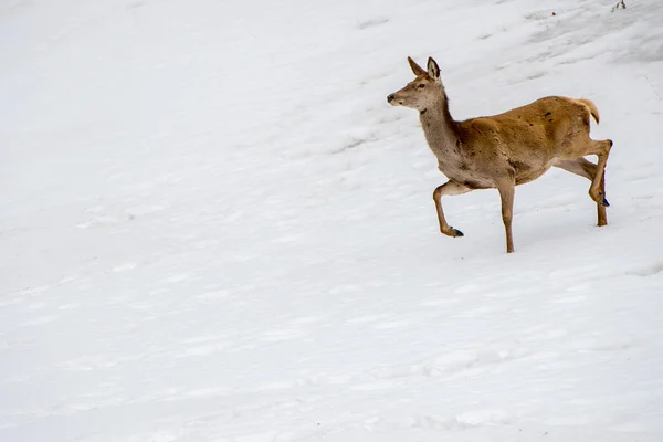 Deer running on the snow in christmas time — Stock Photo, Image