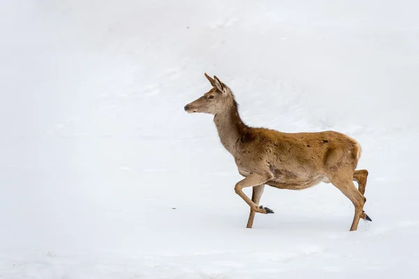 Noel zamanında kar üzerinde çalışan geyik — Stok fotoğraf