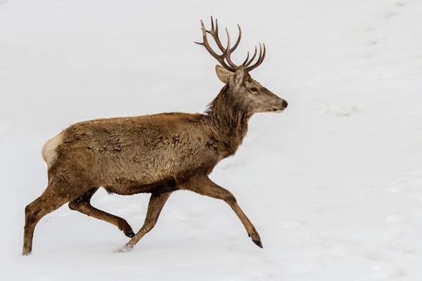 Deer running on the snow in christmas time — Stock Photo, Image