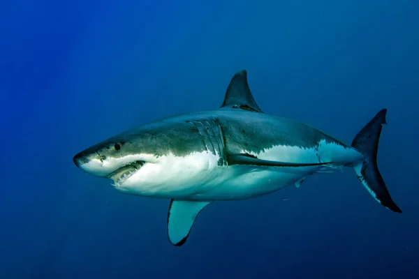 Grand requin blanc prêt à attaquer — Photo