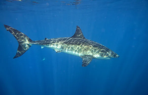 Gran tiburón blanco listo para atacar — Foto de Stock