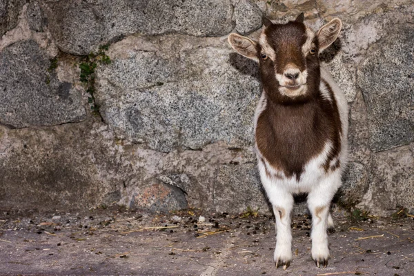 Noworodków nannie biały i brązowy koza — Zdjęcie stockowe