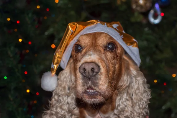 サンタ服を着た犬コッカー ・ スパニエル — ストック写真