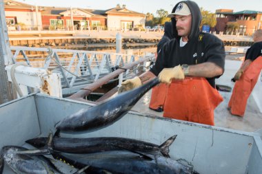 San Diego, ABD - 17 Kasım 2015 - Balıkçılık Tekne boşaltma ton balığı gündoğumu