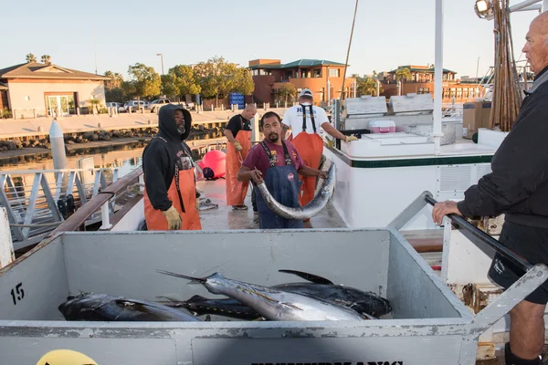 SAN DIEGO, USA - NOVEMBER 17, 2015 - fishing boat unloading tuna at sunrise — Stock Photo, Image