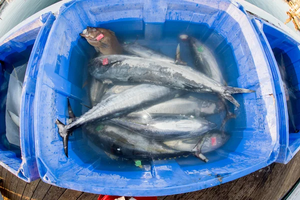 SAN DIEGO, USA - NOVEMBER 17, 2015 - fishing boat unloading tuna at sunrise — Stock Photo, Image