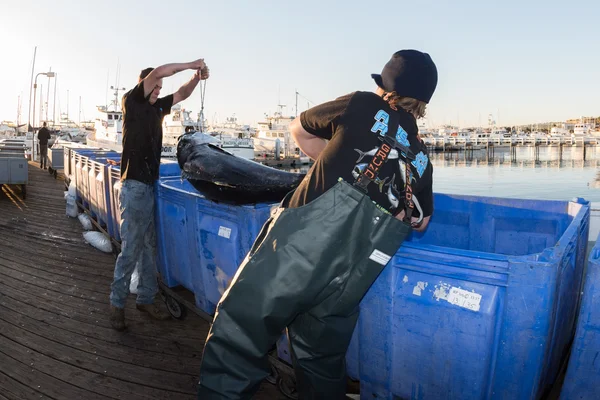 San diego, usa - 17. November 2015 - Fischerboot lädt Thunfisch bei Sonnenaufgang aus — Stockfoto