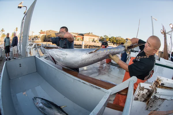 SAN DIEGO, USA - NOVEMBER 17, 2015 - fishing boat unloading tuna at sunrise — Stock Photo, Image