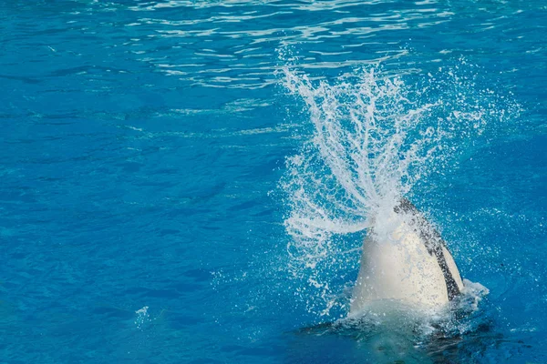 Orca asesino ballena mientras nadando — Foto de Stock