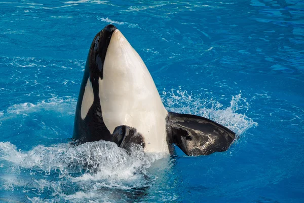 Orca asesino ballena mientras nadando — Foto de Stock