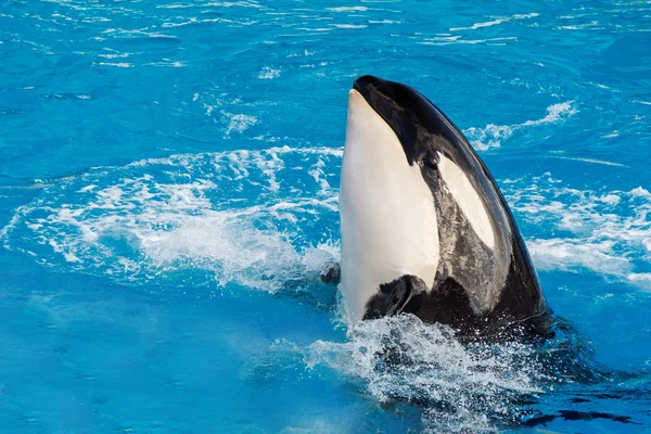 Orca вбивця кит під час плавання — стокове фото