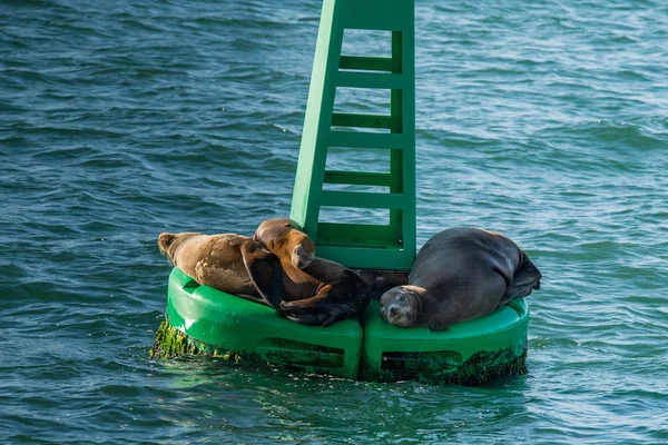 Sea lion seal relaxing on a buoy — Stock Photo, Image
