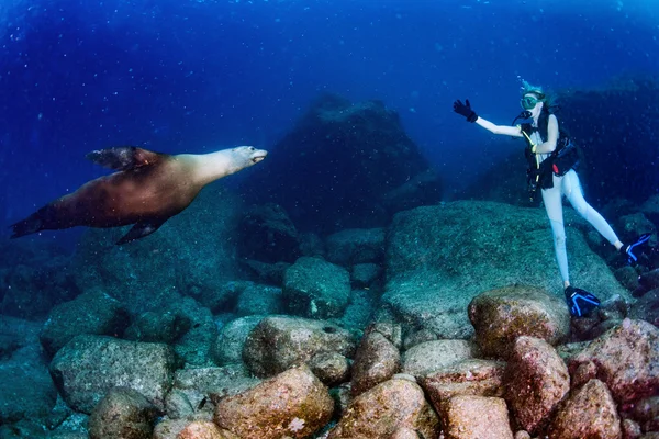 Gadis pirang yang cantik bermain dengan singa laut di bawah air — Stok Foto