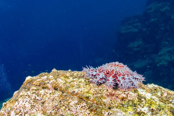 Zeesterren in een kleurrijke onderwater landschap rif — Stockfoto