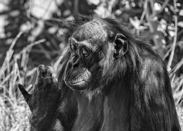 Bonobo chimpanzé macaco retrato de perto em b & w — Fotografia de Stock
